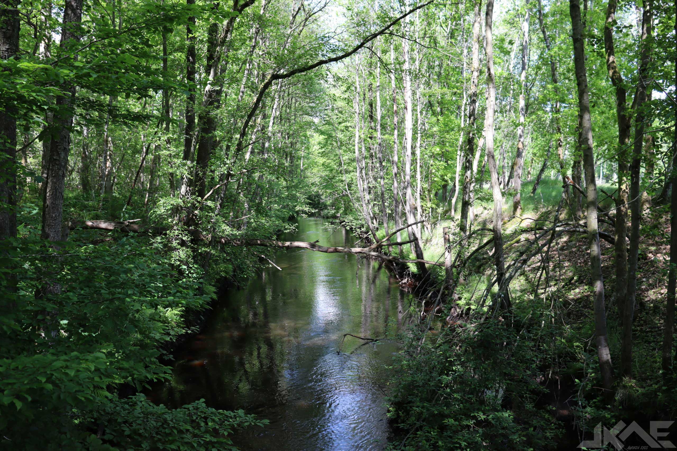 Swedish Creek